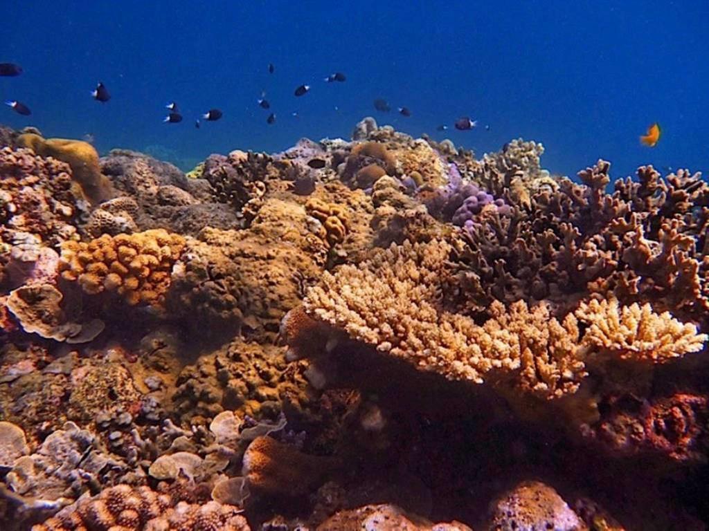 Agung Bali Nirwana Villas And Spa Tejakula Eksteriør billede